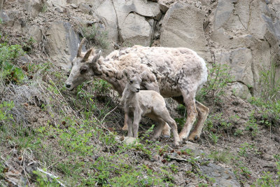 Bighorn sheep with lam