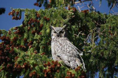 Great Horned Owl