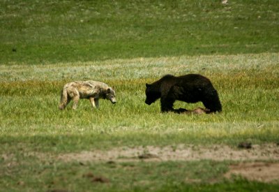 Grizzly - wolf encounter