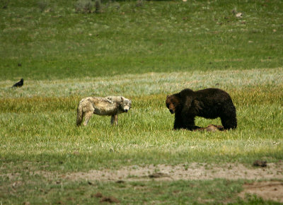 Wolf/griz encounter