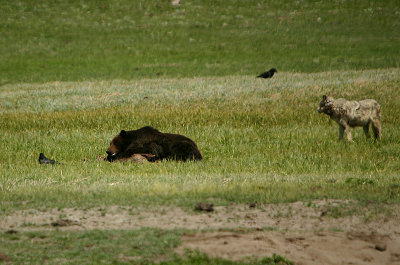 Griz napping on elk carcass