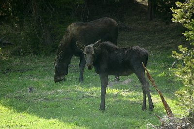Moose with yearling calf