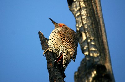 Northern Flicker - male