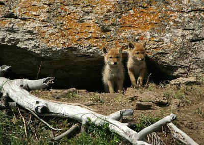 Coyote pups