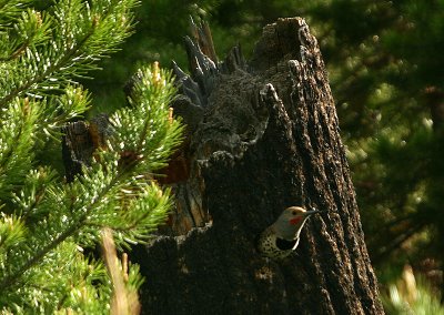 Northern Flicker - male