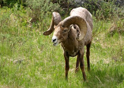 Bighorn Ram