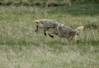 Mousing coyote