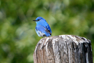 Bluebird - male