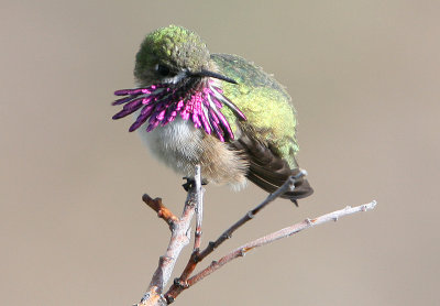 Calliope Hummingbird - male