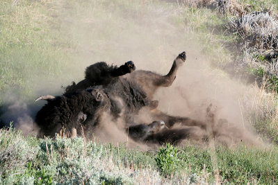 Bison having a dust bath