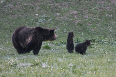 Griz mom with cubs