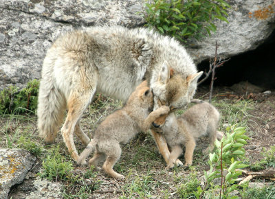 Coyote with pups
