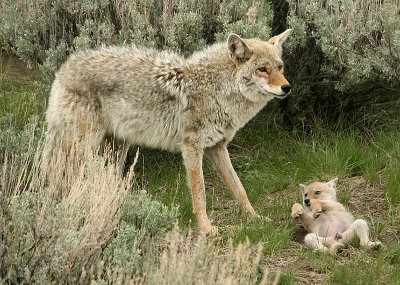 Coyote with pup