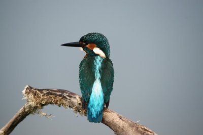 Kingfisher