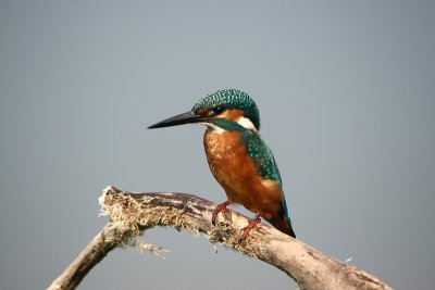 Kingfisher