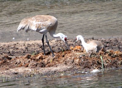 Sandhill Cranes feeding chick
