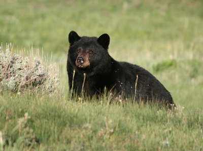 Black Bear