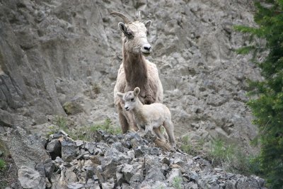 Bighorn ewe and lam