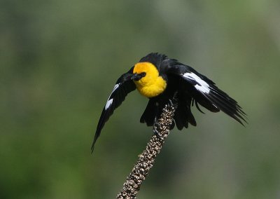 Yellow-headed blackbird