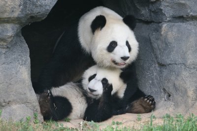 Pandas Zoo Atlanta