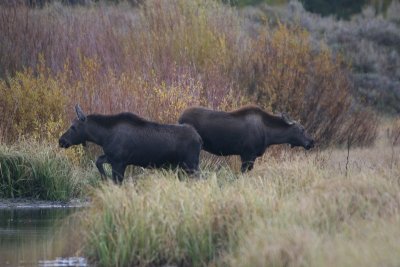 Moose twins