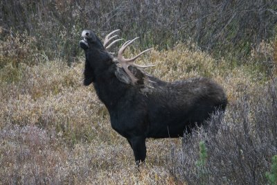 Flehming moose