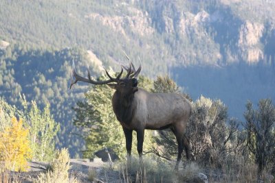 Bull elk