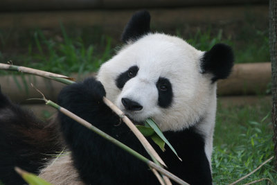 Lun Lun