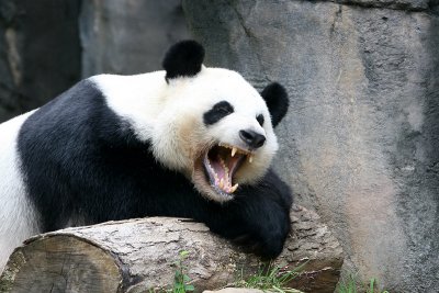 Yang Yang yawning