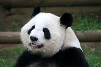 Lun Lun