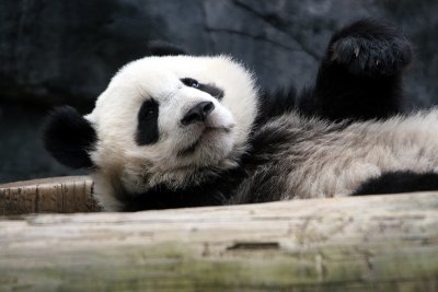 Mei Lan waking up