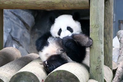 Mei Lan