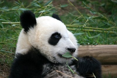 Mei Lan