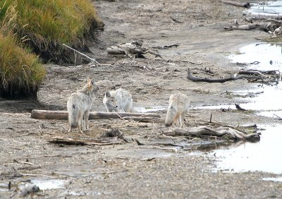 Coyote pups