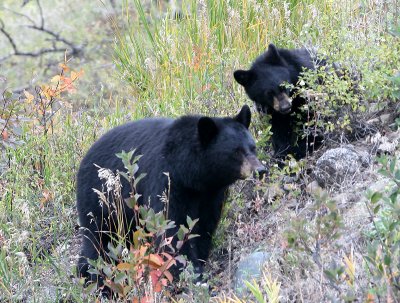 Black bear mom & cub