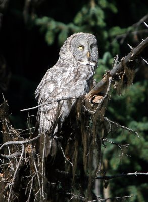 Great Gray Owl