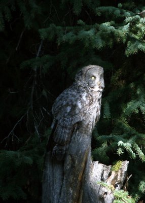 Great Gray Owl