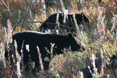 Black bear mom and cub