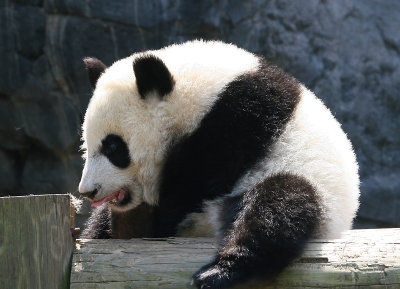 Mei Lan