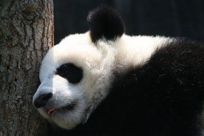 Mei Lan