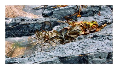jflavin_Rocks-and-seaweed-SD14_274.jpg