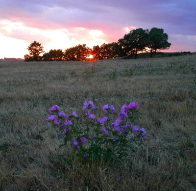 Flower Sunset Grove