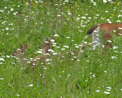 Deer-and-fawns