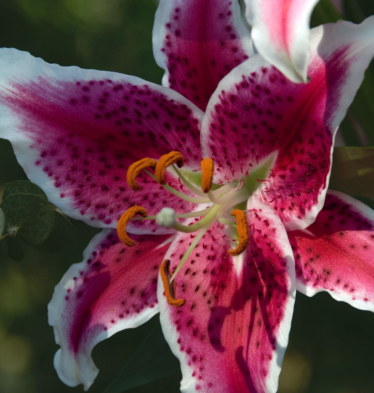 7/16/07 - A Lily a Day ... <br><font size=3>ds20070716-0044aw Lily.jpg</font>