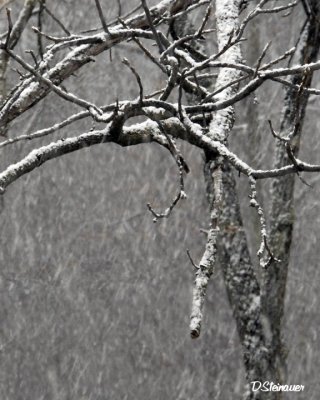 ds20070130_0026aws Snow in Tree.jpg
