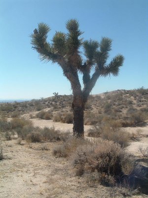 Joshua Tree