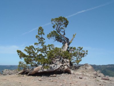 Beautiful tree (looks like a Cypress)