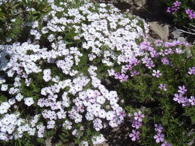 Mountain wild flowers