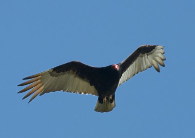 Turkey Vulture