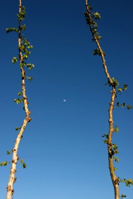 Moon over Napa Valley